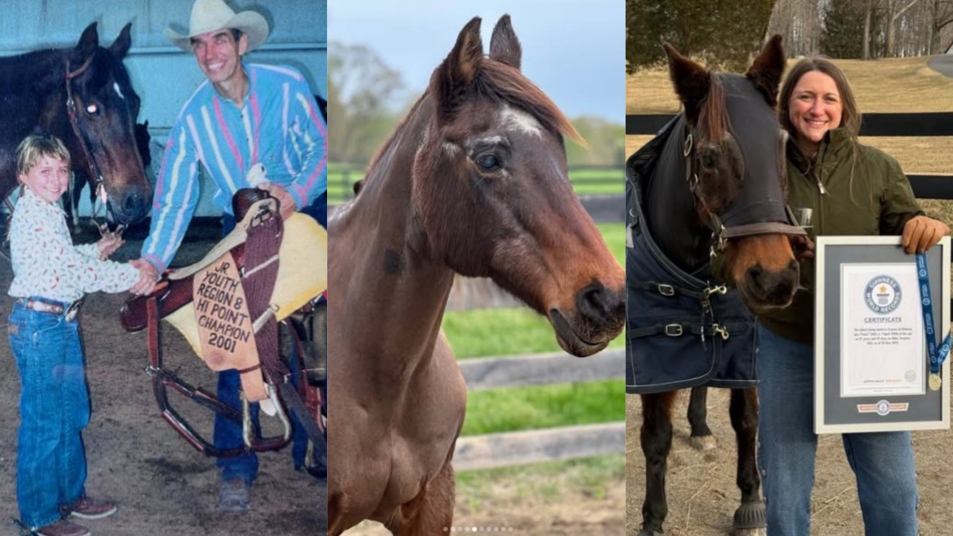 Conheça Fancy, égua de 37 anos reconhecida no Guinness como a mais velha do mundo