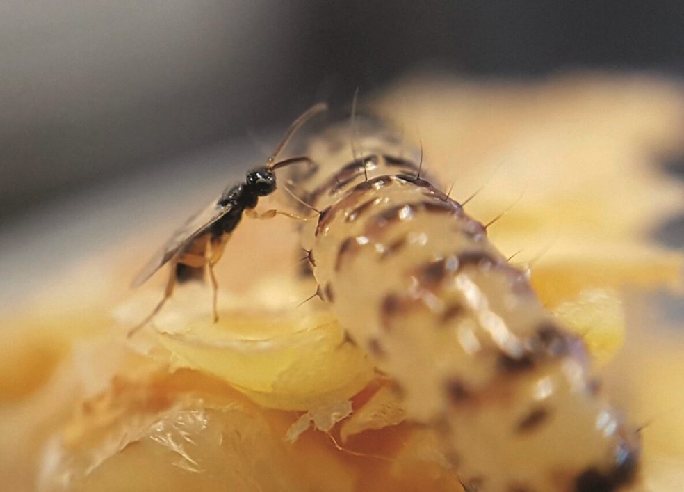 Vespa Cotesia flavipes parasita as larvas da broca-da-cana — Foto: Divulgação