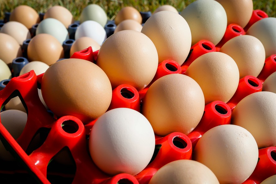 Por que as galinhas põem ovos de tamanhos diferentes?