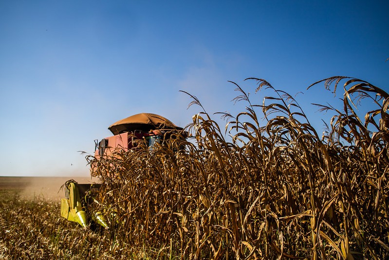 Segunda safra de milho no Brasil deve atingir 96,7 milhões de toneladas