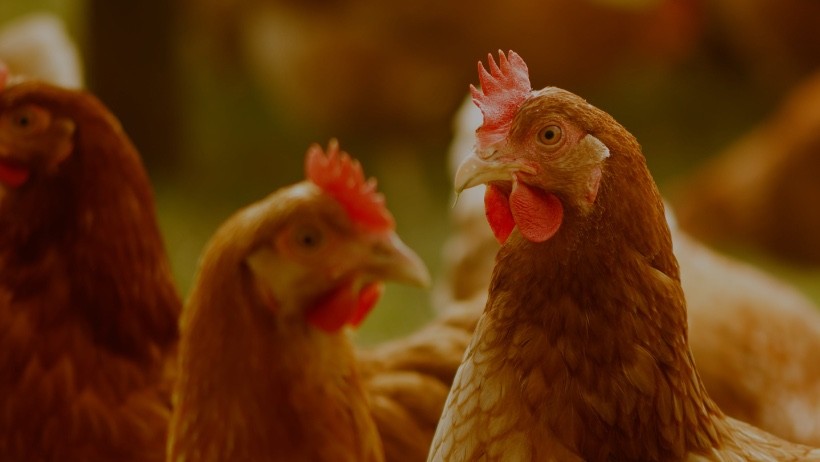 Qual deve ser a posição do Brasil no comércio mundial de frango em 2024?