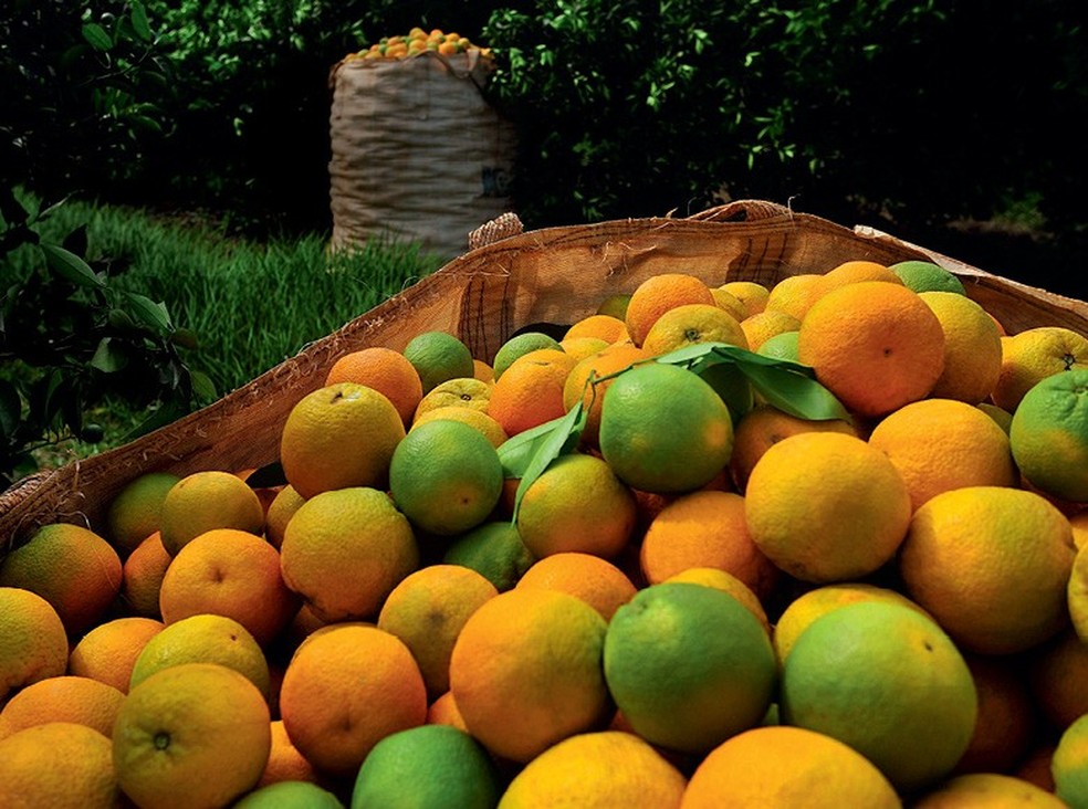 A guerra sem trégua contra o greening na laranja (Foto: Reprodução/Programa Globo Rural) — Foto: Globo Rural