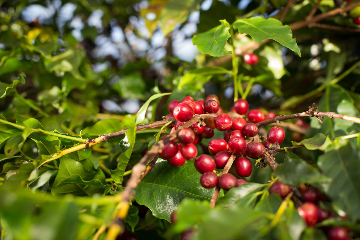 Colheita de café ganha ritmo nas regiões produtoras