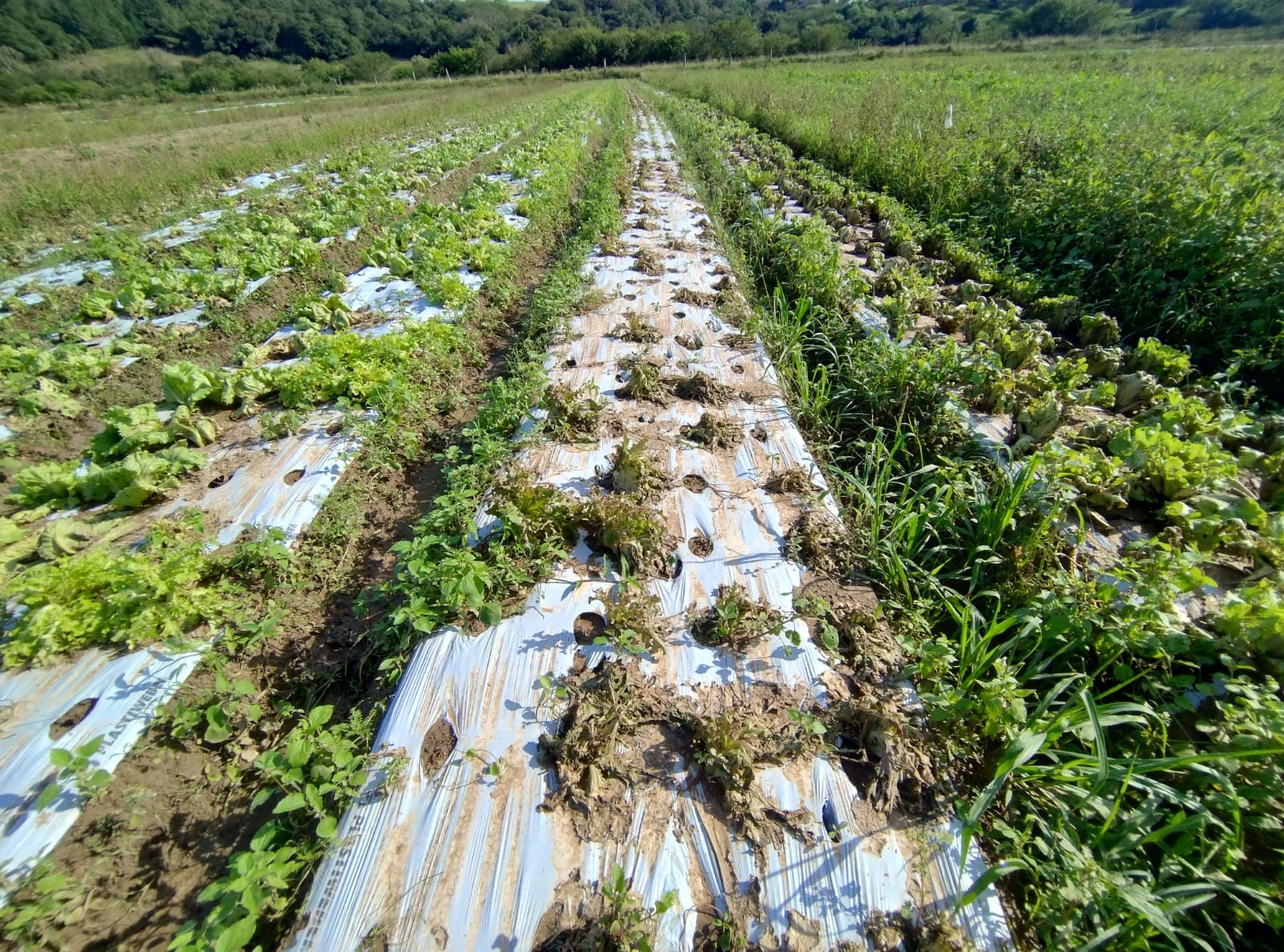 ModerCred defende aporte de R$ 1 bi  para Fundo Garantidor de Risco