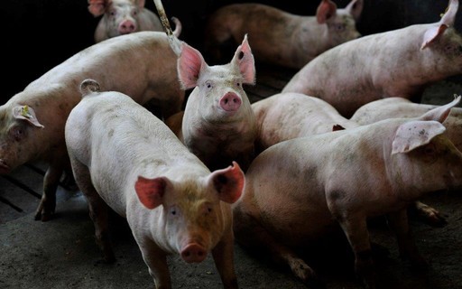 Carne suína tem maior competitividade frente à bovina desde 2004