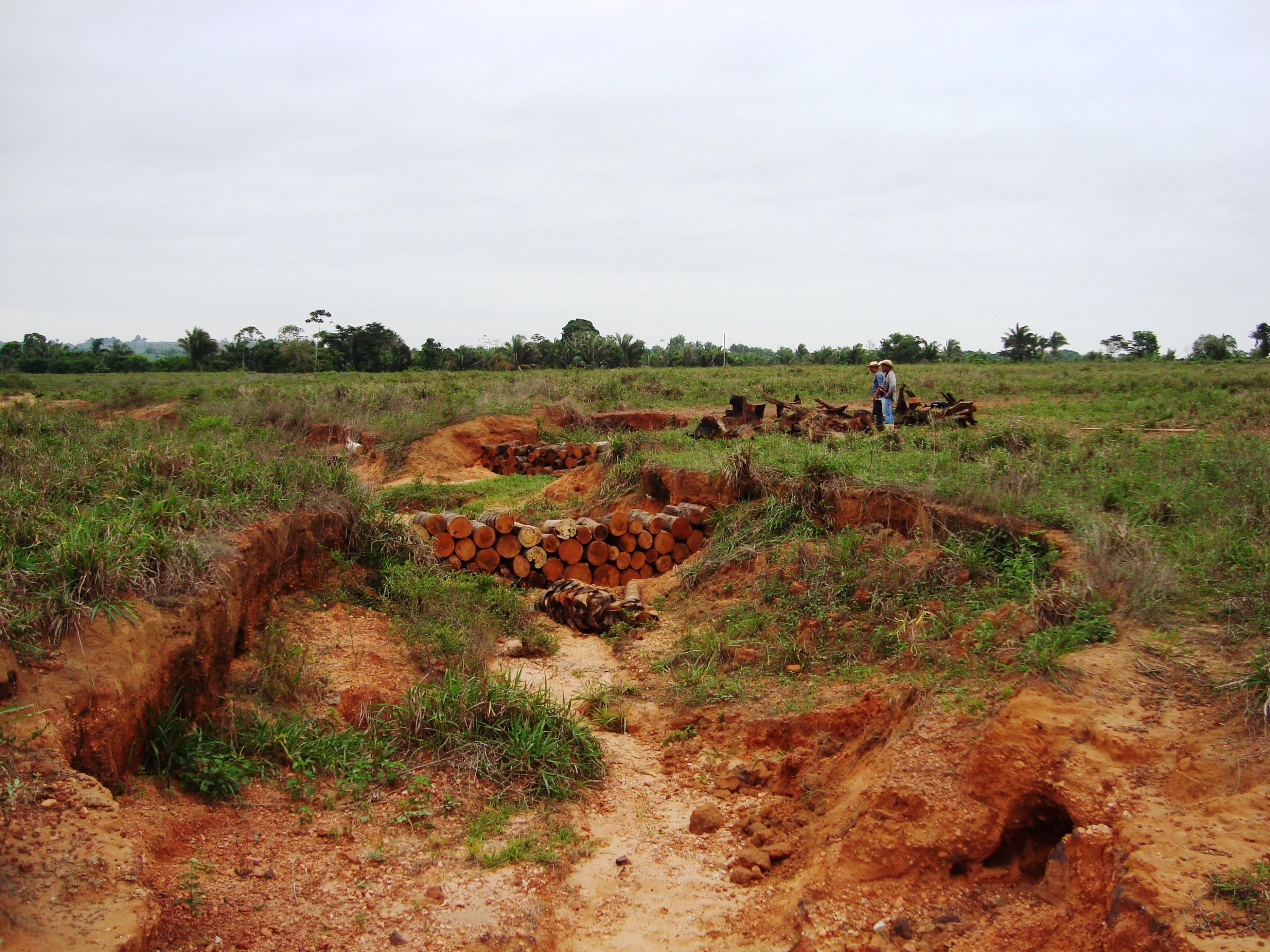 Fundo Clima pode agilizar entrada de recursos para pastos