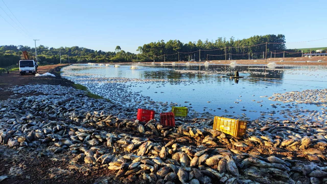 Mais de um milhão de peixes morrem em reservatório no Paraná após falha de energia