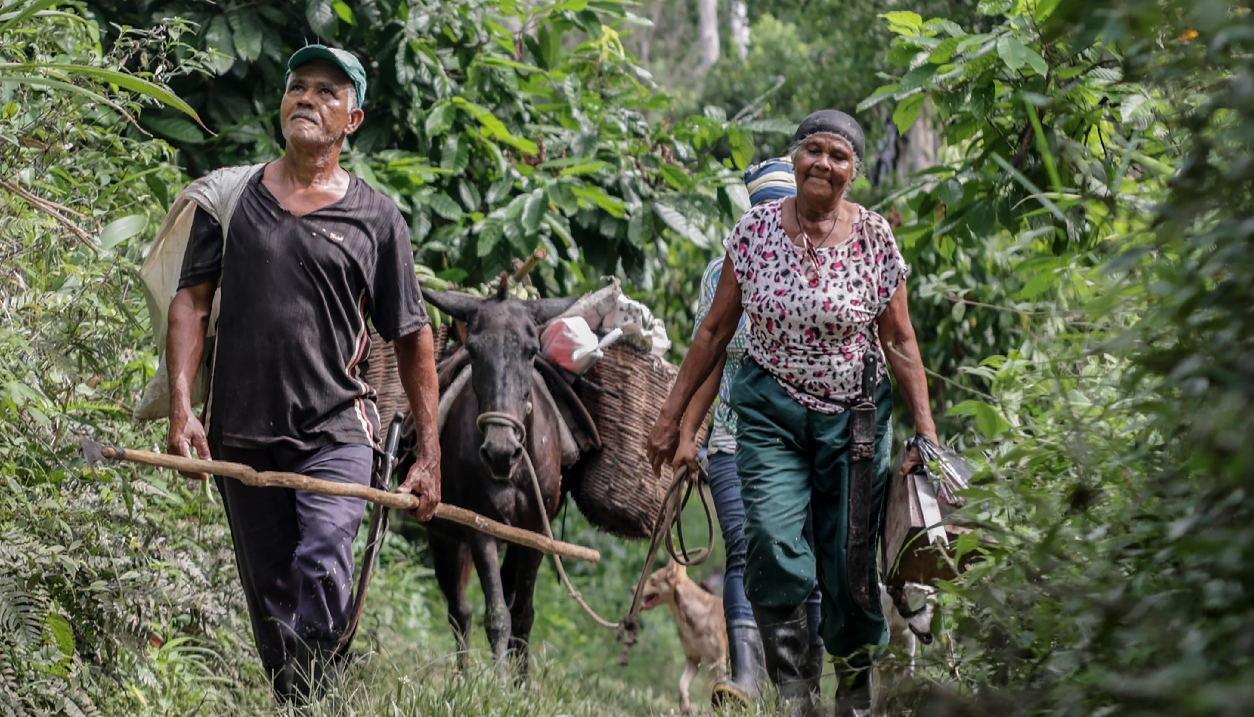Meio rural é estratégico para o desenvolvimento sustentável da América Latina e Caribe, aponta banco