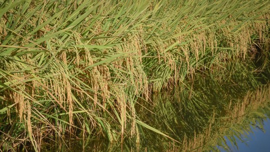 Chuvas adiam plantio de arroz em lavouras gaúchas