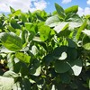 Uma área de 2,4 mil hectares, composta por 29 talhões diferentes, foi contemplada na iniciativa - Marcelo Beledeli/Globo Rural