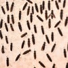 A mosca-soldado-negra enfrenta mais de 2.500 toneladas diárias de resíduos orgânicos - Divulgação/FAO