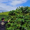 Condições climáticas favorecem o desenvolvimento da safra de café no Brasil em 2026/27 - Divulgação/Secretaria de Agricultura do Rio de Janeiro