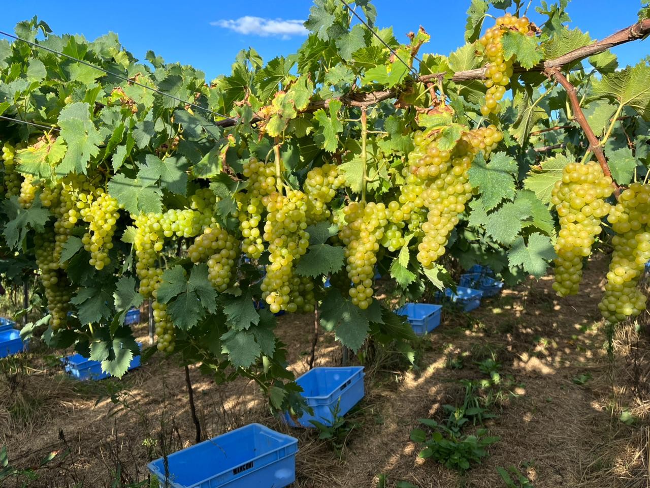 Uvas moscato impulsionam mercado brasileiro de espumantes