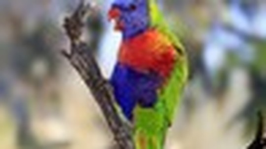 Conheça e aprenda como criar lóris, o primo colorido do papagaio