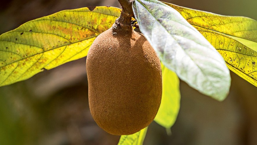 Mapeamento genético do cupuaçu permite encurtar o tempo de desenvolvimento novas cultivares da espécie, que deve cair de décadas para meses