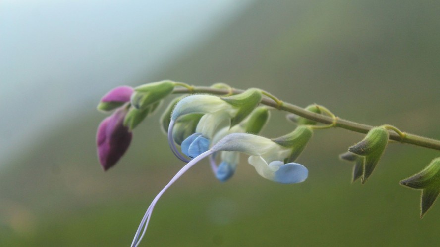 Entenda por que planta recém-descoberta nos Andes recebeu nome de Messi