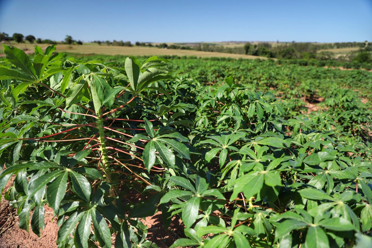 Preço baixo faz produtor de mandioca deixar a planta mais tempo na lavoura