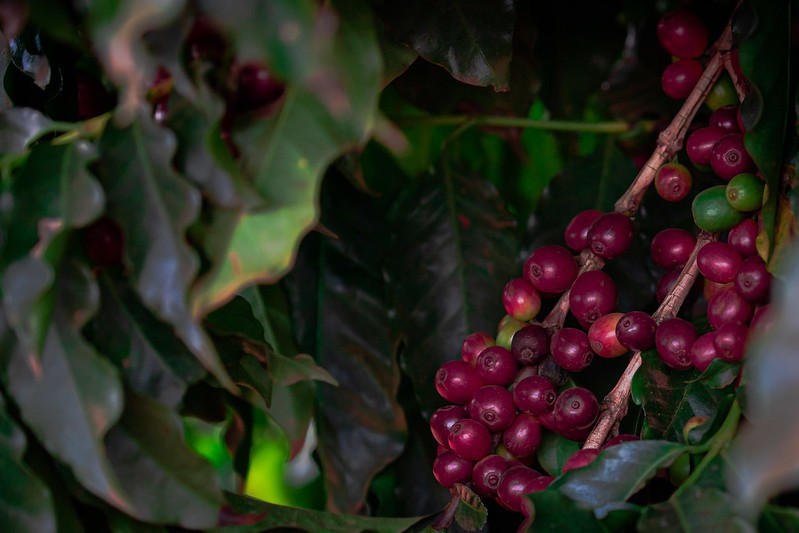 Café sobe 4% em Nova York e atinge maior valor em duas semanas
