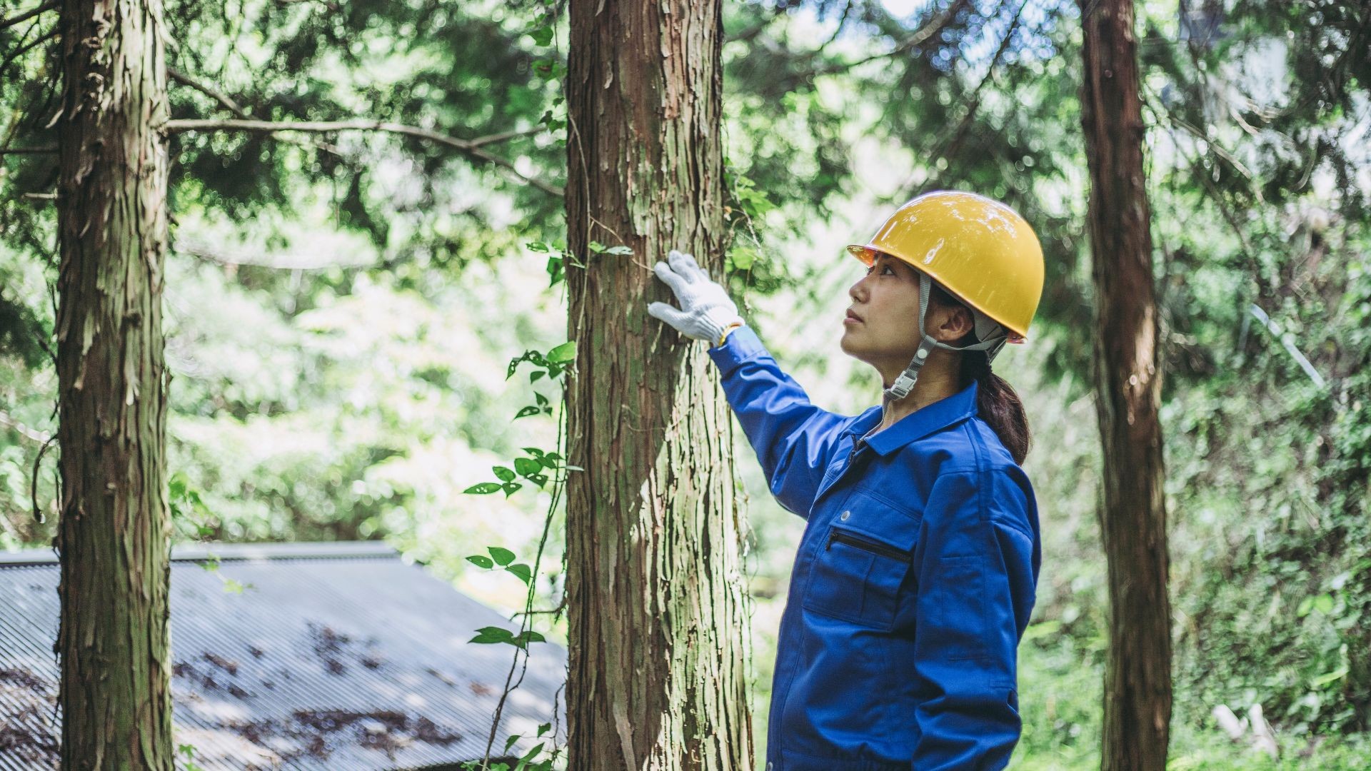 Qual é o salário de um silvicultor? Saiba tudo sobre a profissão
