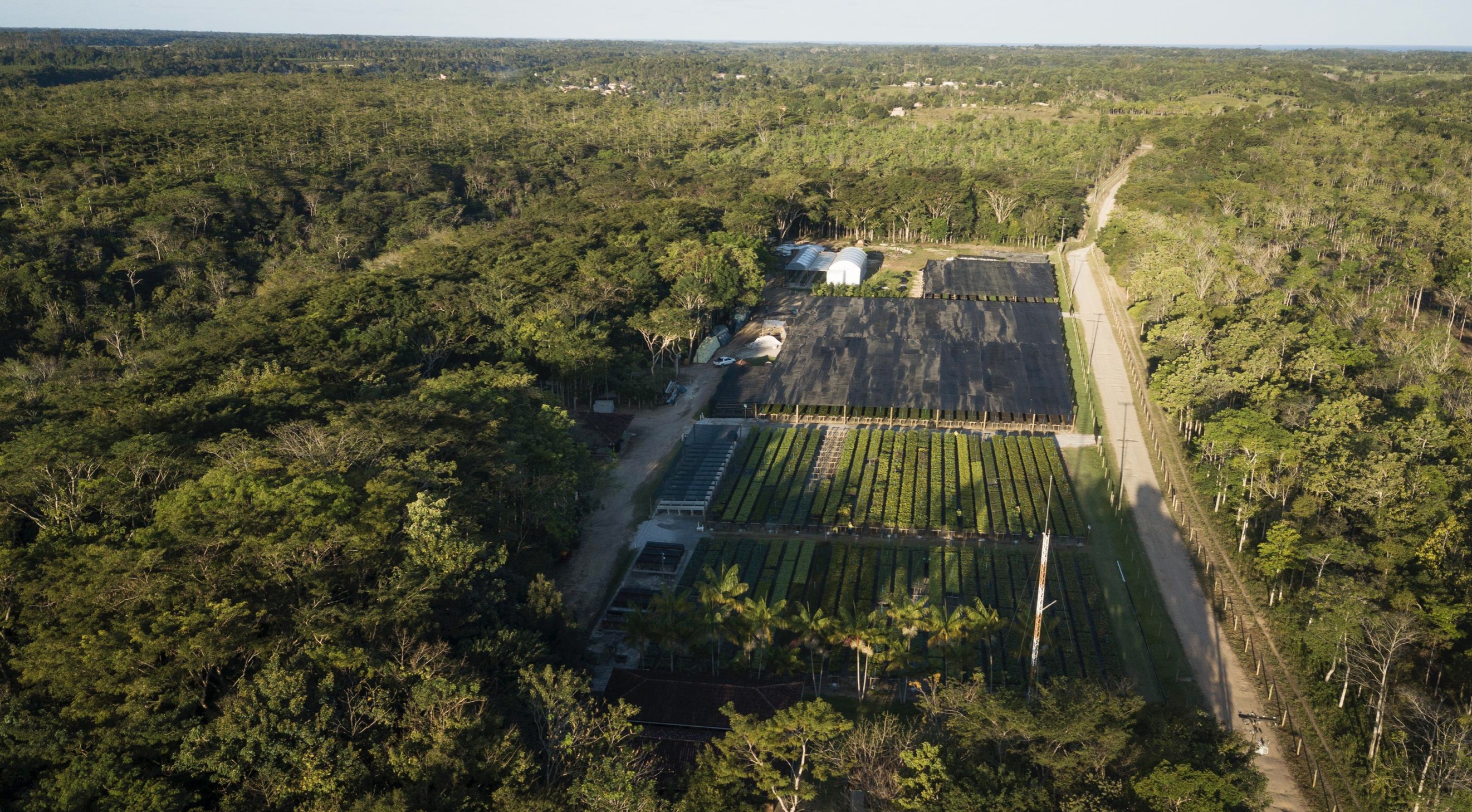Projeto florestal da Symbiosis recebe R$ 26 milhões do Fundo Clima