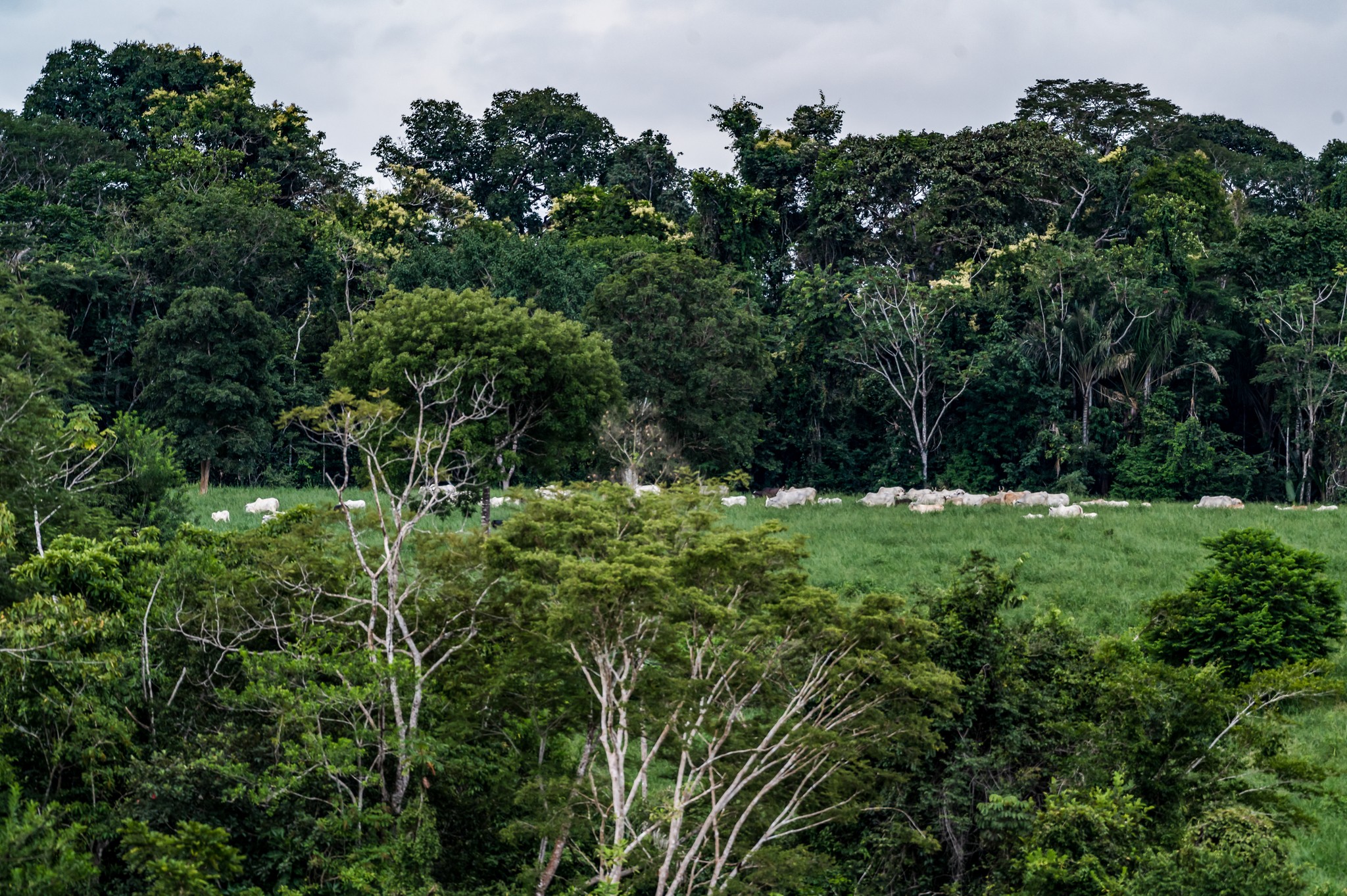 Frigoríficos do Cerrado falham no controle do desmatamento, aponta estudo inédito