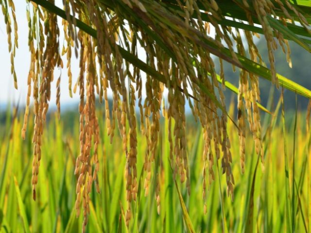 Preços do arroz oscilam em faixa estreita de valores