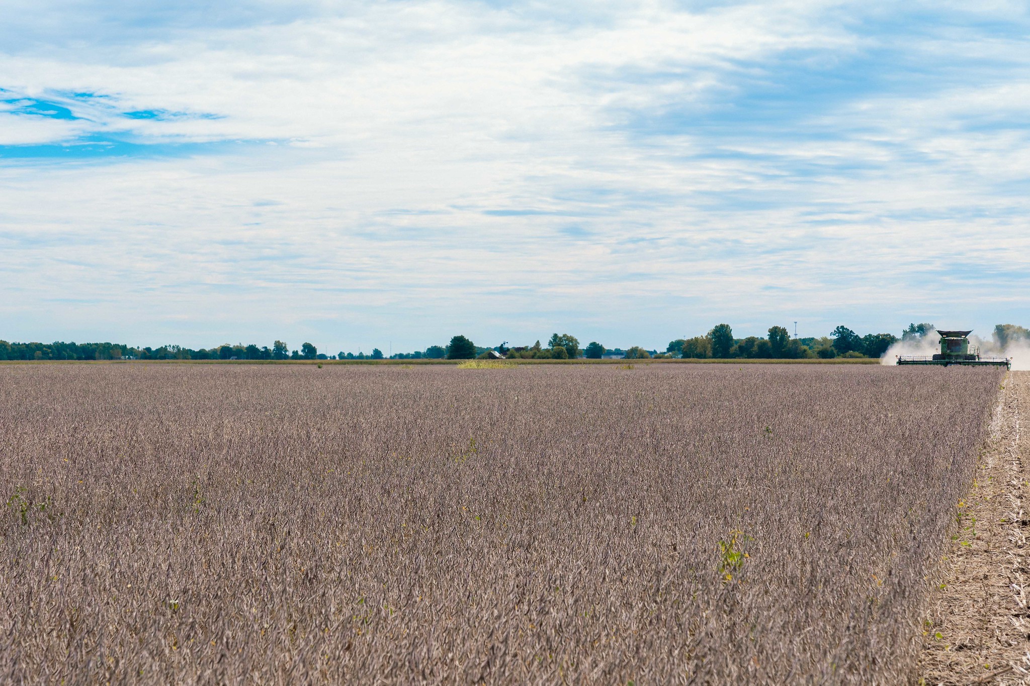 Soja recua em Chicago de olho em aumento de área nos EUA