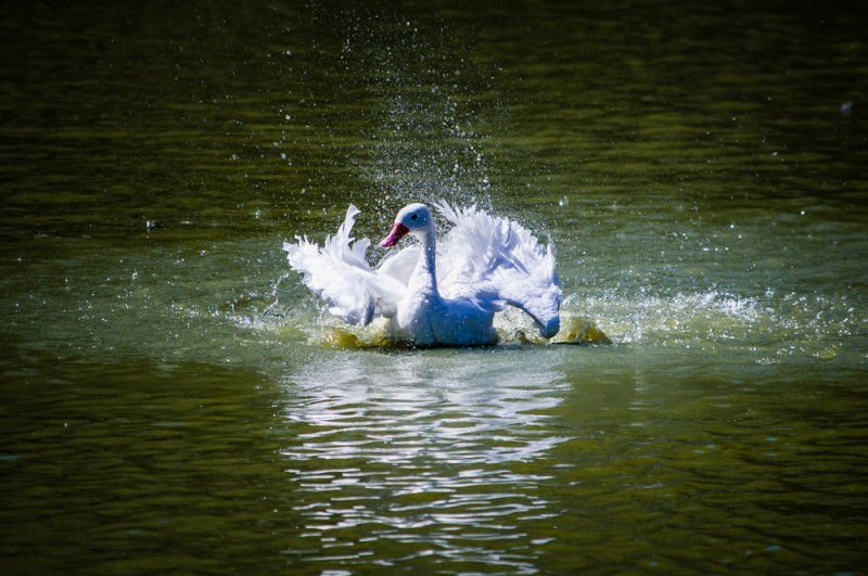 Mais de 90 aves morrem em zoológico do RS devido à gripe aviária