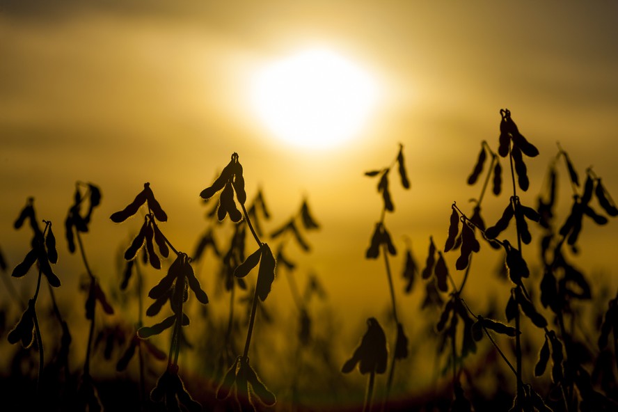 Elementos de mercado apontam quadro de preços mais baixos para a soja
