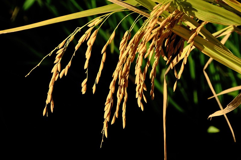 Preços mundiais do arroz recuaram 2% em fevereiro