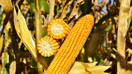 Forseed vai exportar genética de milho para a China