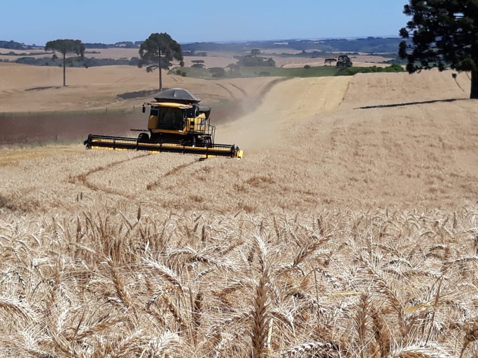 Para analista, Conab fez estimativas otimistas demais para a produção de trigo, sobretudo na região Sudeste — Foto: Embrapa/Divulação 