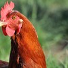 Brasil agora contabiliza 184 focos de gripe aviária - Embrapa