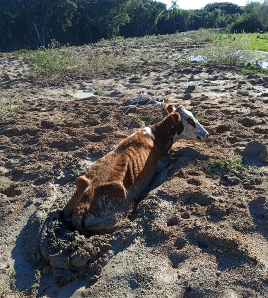 Bovino debilitado em propriedade rural em Arambaré (RS)