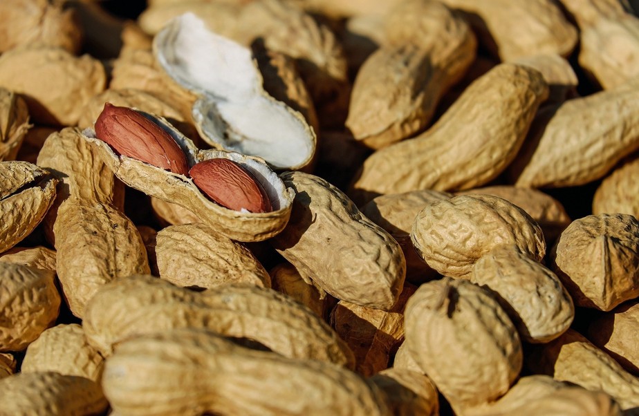 Plantação de Amendoim: como plantar e lucrar com essa cultura