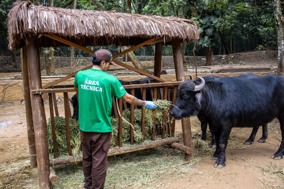 Fazenda abastece Zoológico de SP com 20 toneladas de capim ao mês