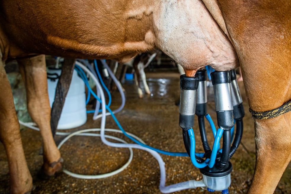 Fazendas de pecuária leiteira captaram 6,43 bilhões de litros de outubro a dezembro de 2023 — Foto: Wenderson Araujo/CNA