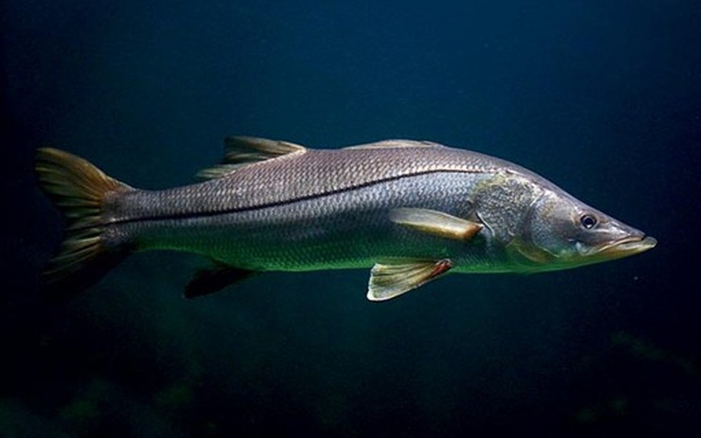 O robalo também faz sucesso em pescas esportivas, devido à agressividade no ataque às presas — Foto: Globo Rural