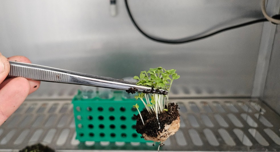 Para Gabriel, resultados colocam o Brasil na vanguarda das pesquisas — Foto: Arquivo Pessoal/ Gabriel Estevam