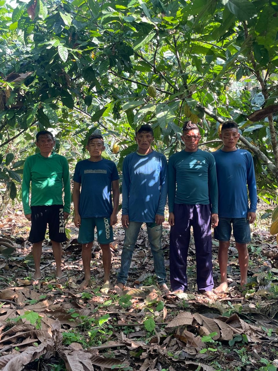 Povo indígena Yanomami na colheita de cacau — Foto: Divulgação