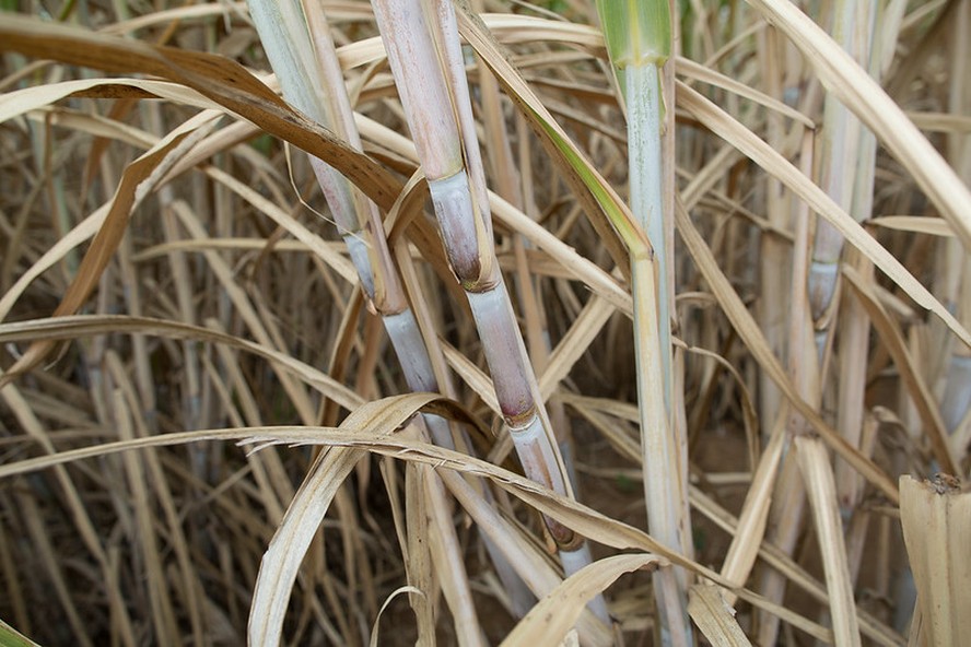 Estimativa é de uma área plantada de 8,63 milhões de hectares, mas produtividade média deve ser 6,6% menor nesta temporada