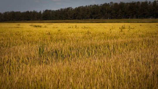 Área de cultivo de arroz deve crescer pela primeira vez em 13 anos, aponta Conab