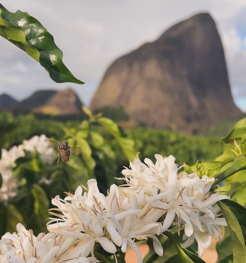 Lavoura de café conilon do produtor Guilherme da Silva Oliveira, de Nova Venécia (ES): com a falta de chuvas, o grão ficou menor, mas o preço compensou — Foto: Divulgação