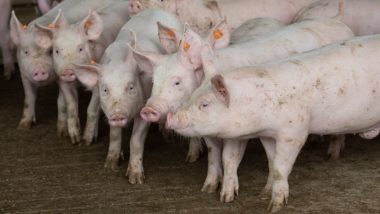 Brasil abre mercado para exportar suínos vivos a cinco países