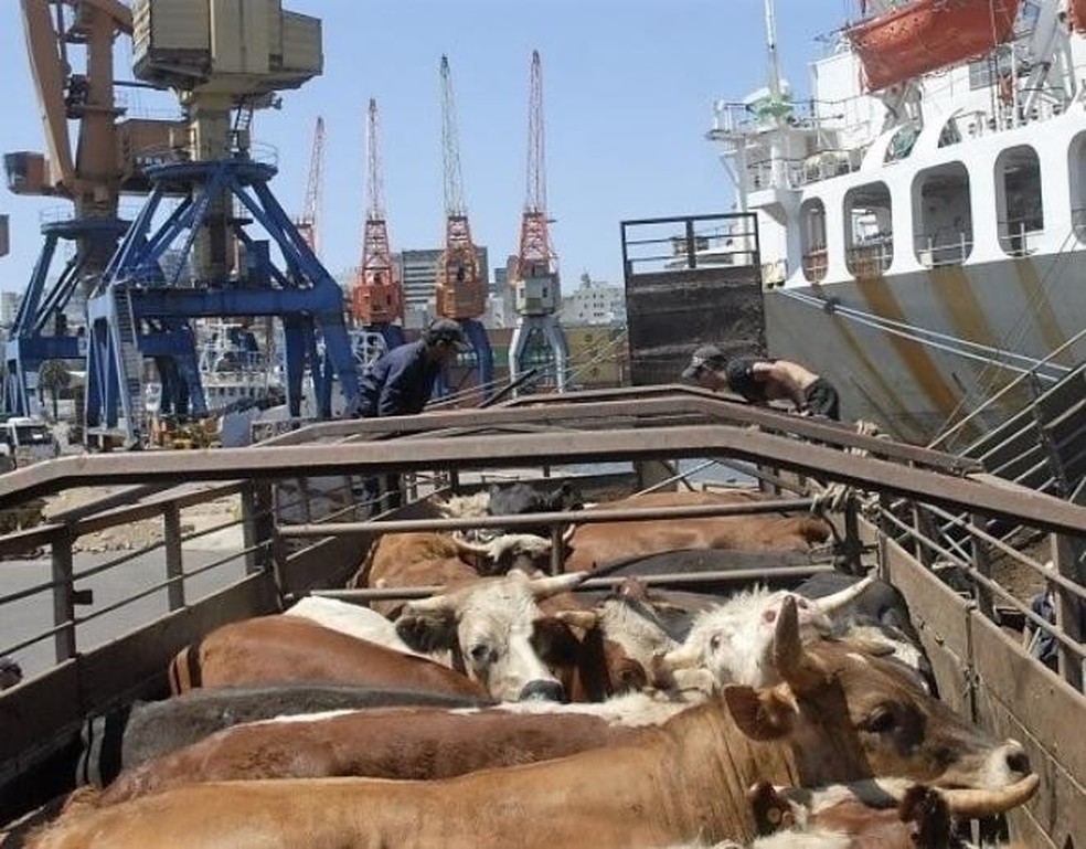 Entidades de defesa dos animais são contra a exportaçaõ de gado vivo — Foto: Divulgação