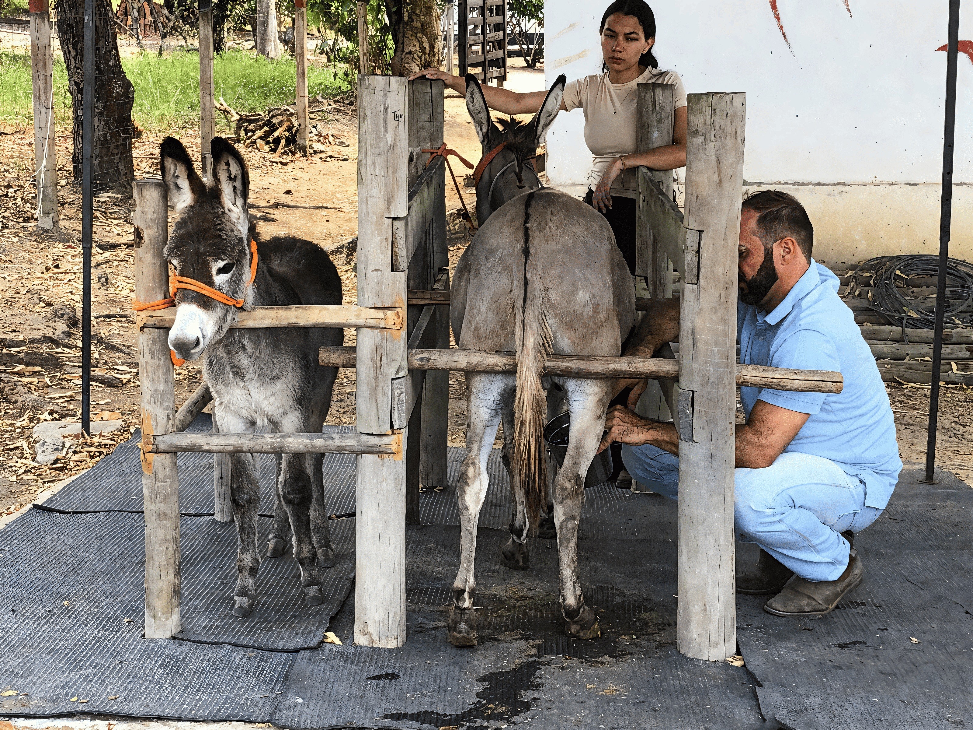 Produto premium ou negócio inviável? Entenda a discussão sobre leite de jumenta