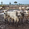 Oferta de bovinos foi mais estável ao longo do ano - José Florentino/Globo Rural