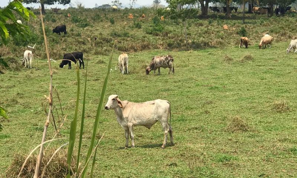 Para especialistas, rastreabilidade precisa caminhar de mãos dadas com a regularização fundiária — Foto: Adepará/Divulgação