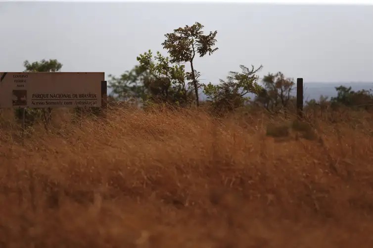 BTG capta US$ 1,24 bi para fundo de reflorestamento e prioriza Cerrado