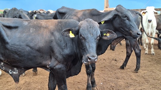 Brasil vai vender carnes para o Japão 'em breve', diz Fávaro